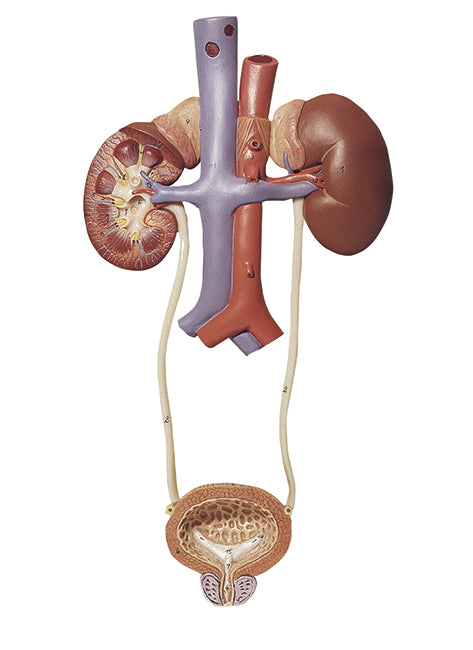 Urinary Tract - Somso LS 3/1, view 2