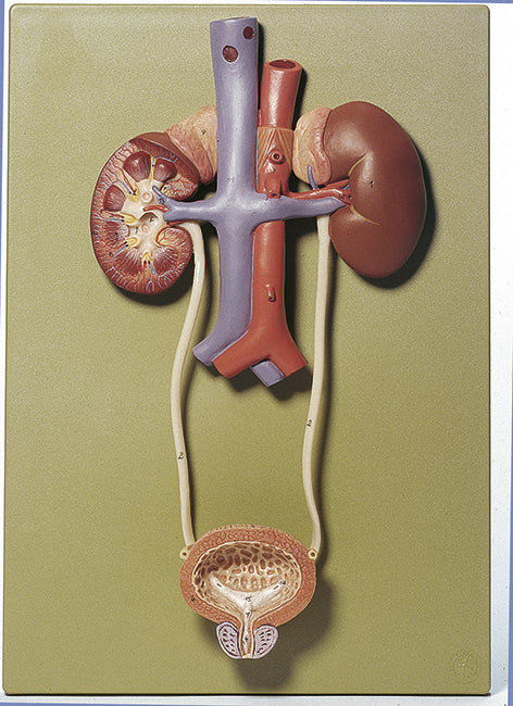 Urinary Tract - Somso LS 3/1