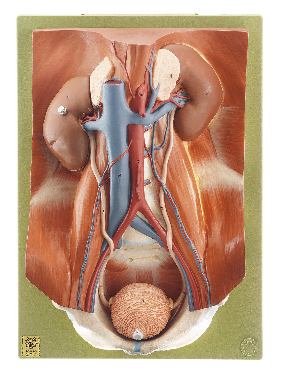Urinary Tract - Somso LS 3