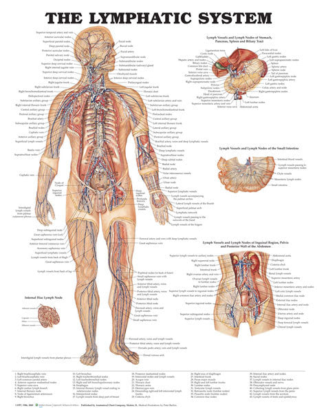 lymphatic-system_1__24883.1589753184.1280.1280.jpg
