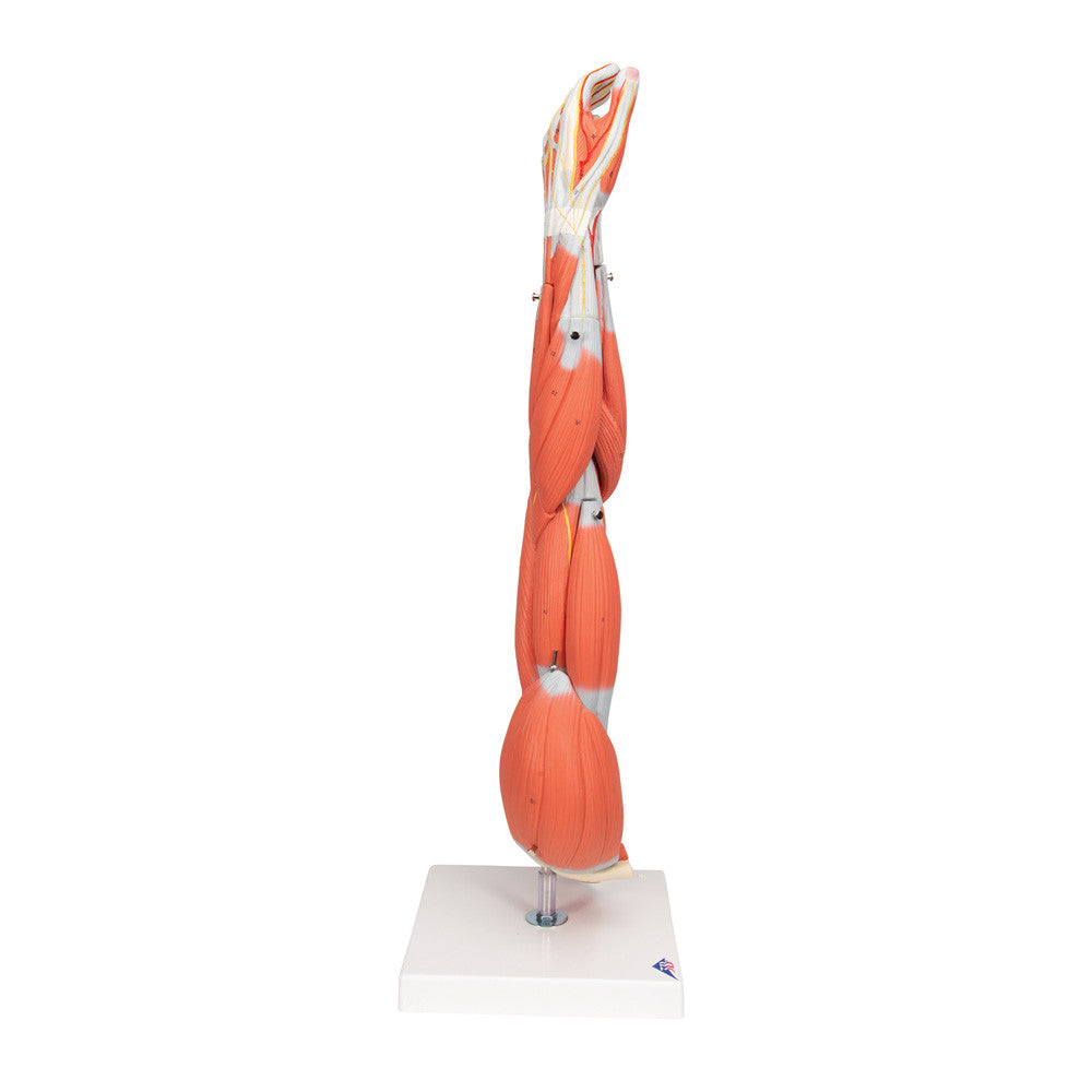 Dissectable Muscled Arm, 6 parts | 3B Scientific M10 - lateral
