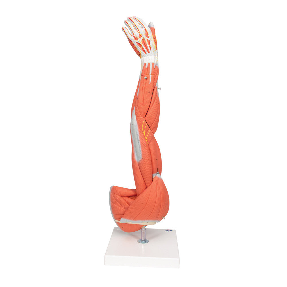 Dissectable Muscled Arm, 6 parts | 3B Scientific M10 - pronated