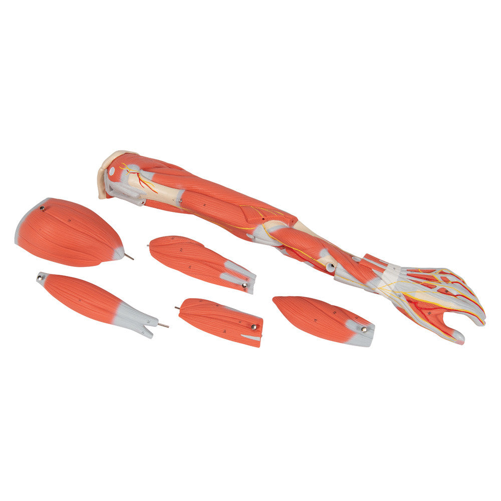 Dissectable Muscled Arm, 6 parts | 3B Scientific M10 - disassembled