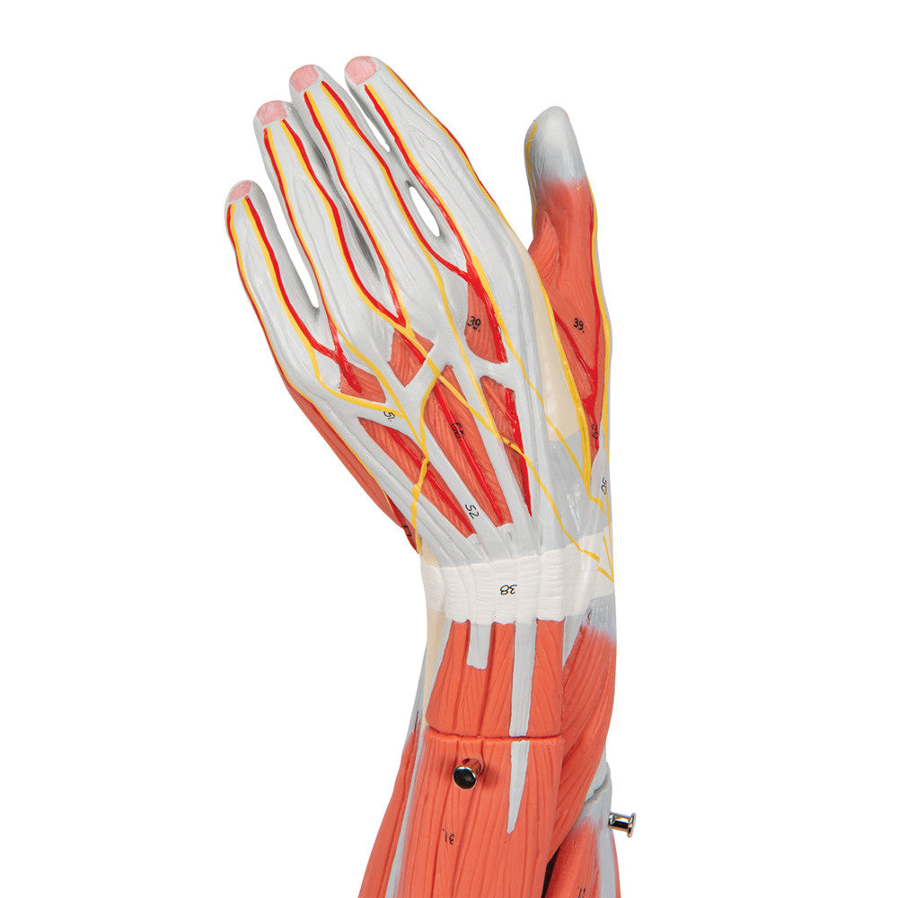 Dissectable Muscled Arm, 6 parts | 3B Scientific M10 - Hand