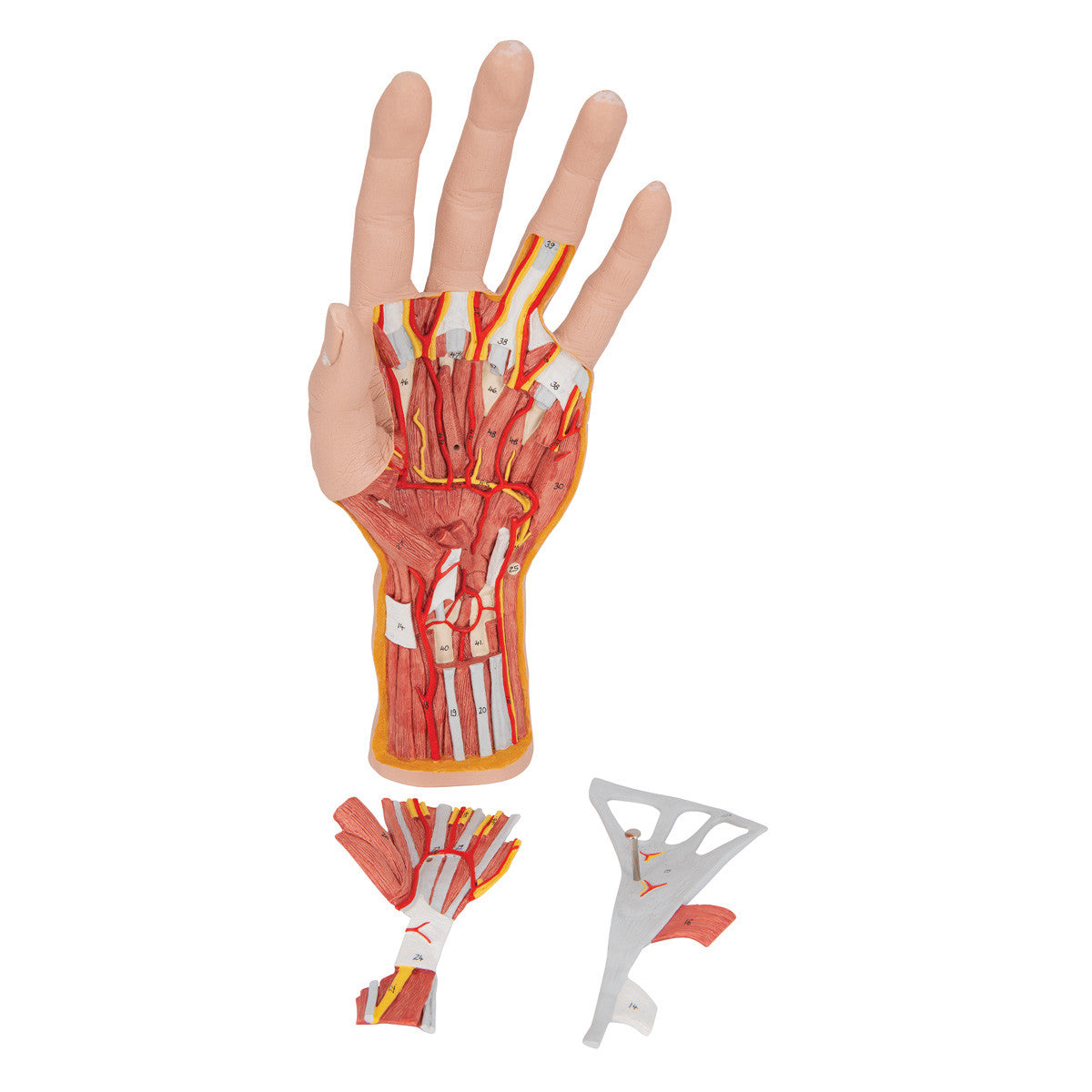 m18_07_1200_1200_life-size-hand-model-with-muscles-tendons-ligaments-nerves-arteries-3-part-3b-smart-anatomy__96530.1589752889.1280.1280.jpg