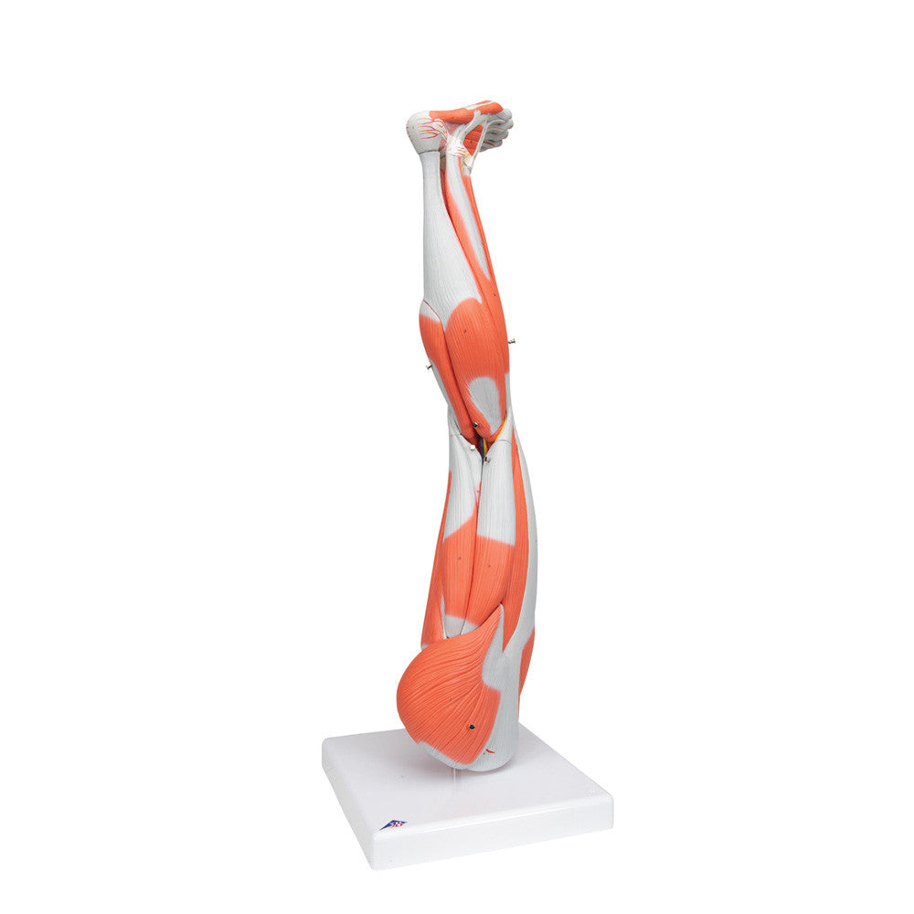 Dissectable Muscled Leg, 9 parts with SmartAnatomy | 3B Scientific M20 - posterior