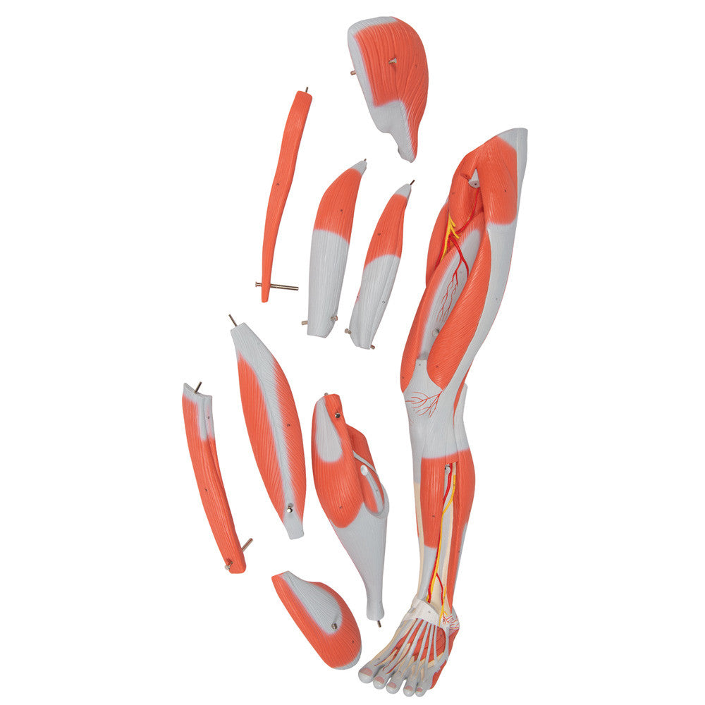 Dissectable Muscled Leg, 9 parts with SmartAnatomy | 3B Scientific M20 - disassembled