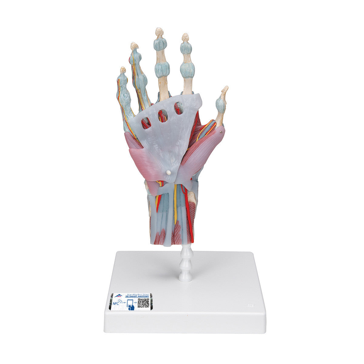Hand Skeleton Model with Ligaments and Muscles, 4 parts | 3B Scientific M33/1