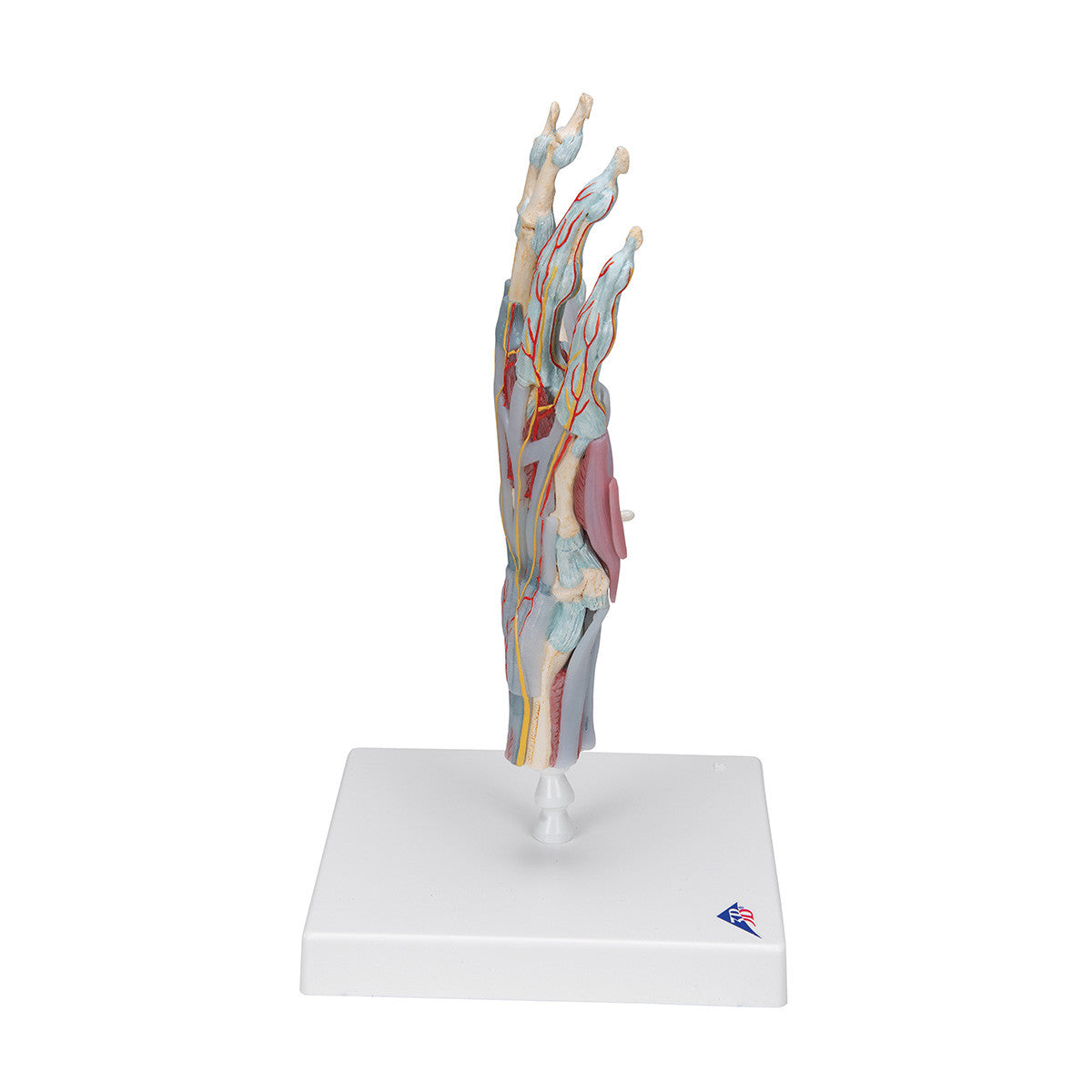 Hand Skeleton Model with Ligaments and Muscles, 4 parts | 3B Scientific M33/1