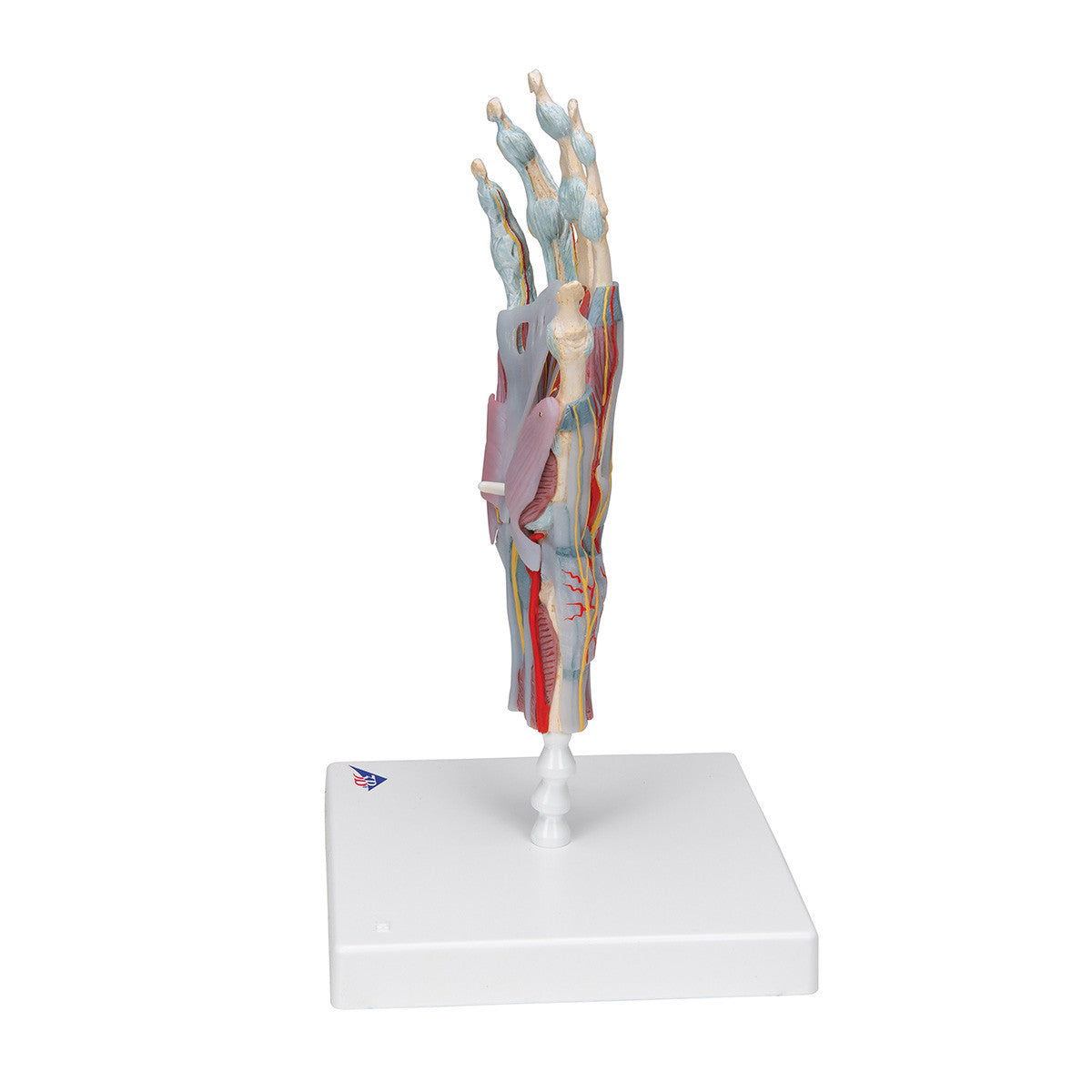 Hand Skeleton Model with Ligaments and Muscles, 4 parts | 3B Scientific M33/1