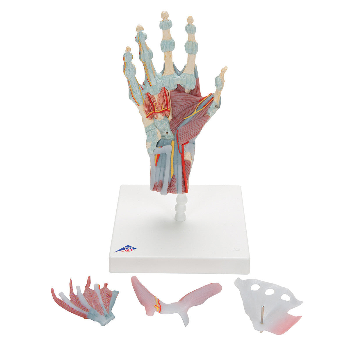Hand Skeleton Model with Ligaments and Muscles, 4 parts | 3B Scientific M33/1