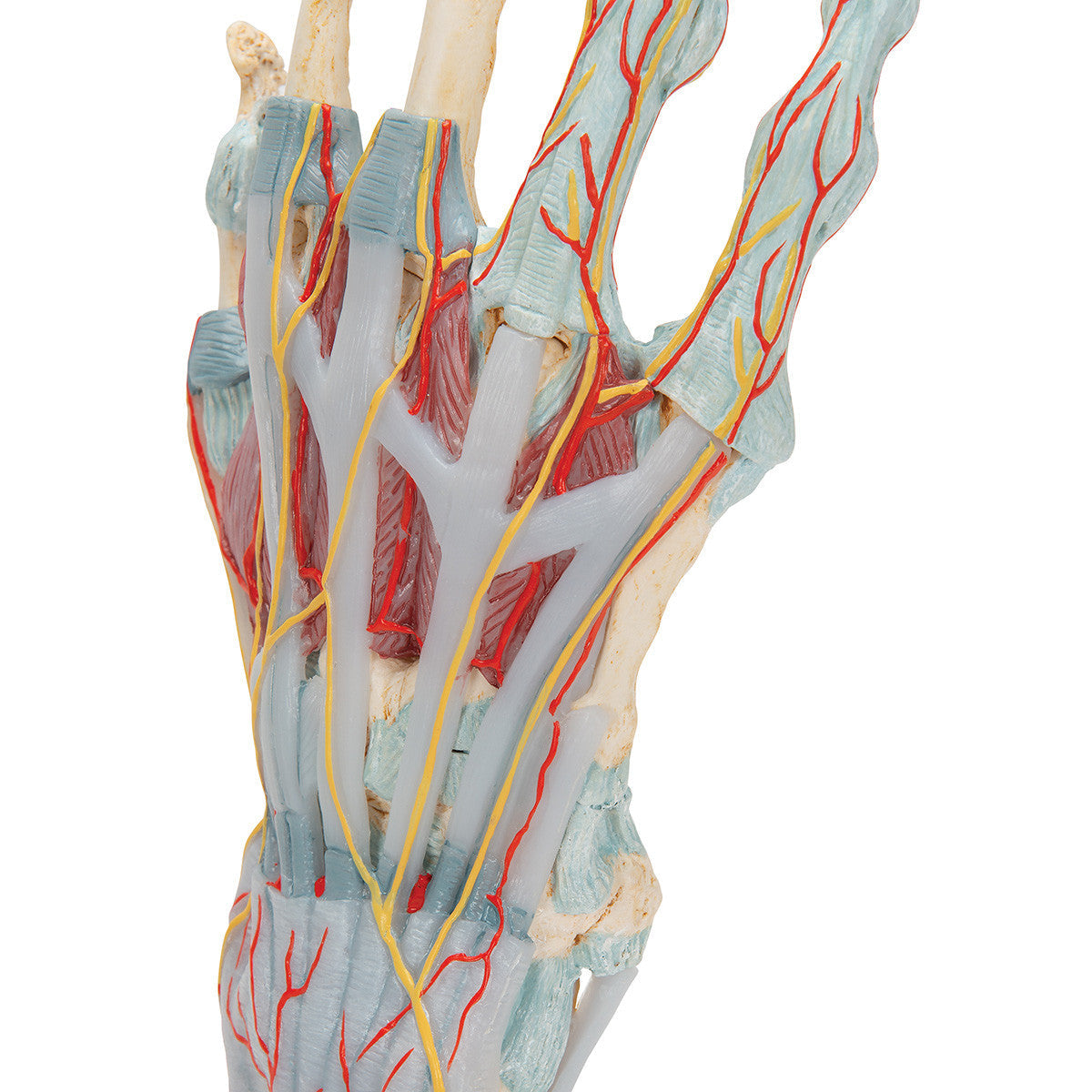 Hand Skeleton Model with Ligaments and Muscles, 4 parts | 3B Scientific M33/1