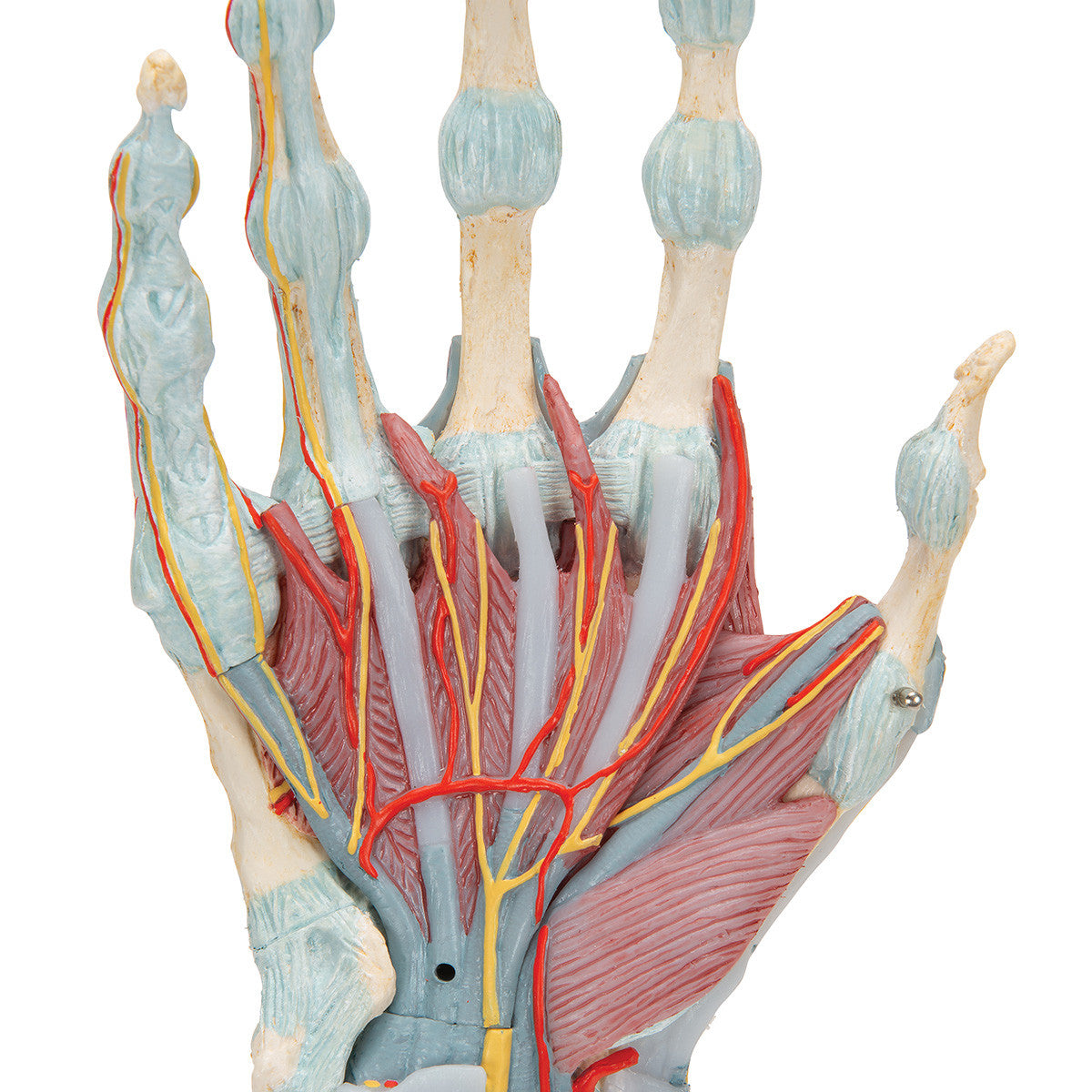 Hand Skeleton Model with Ligaments and Muscles, 4 parts | 3B Scientific M33/1