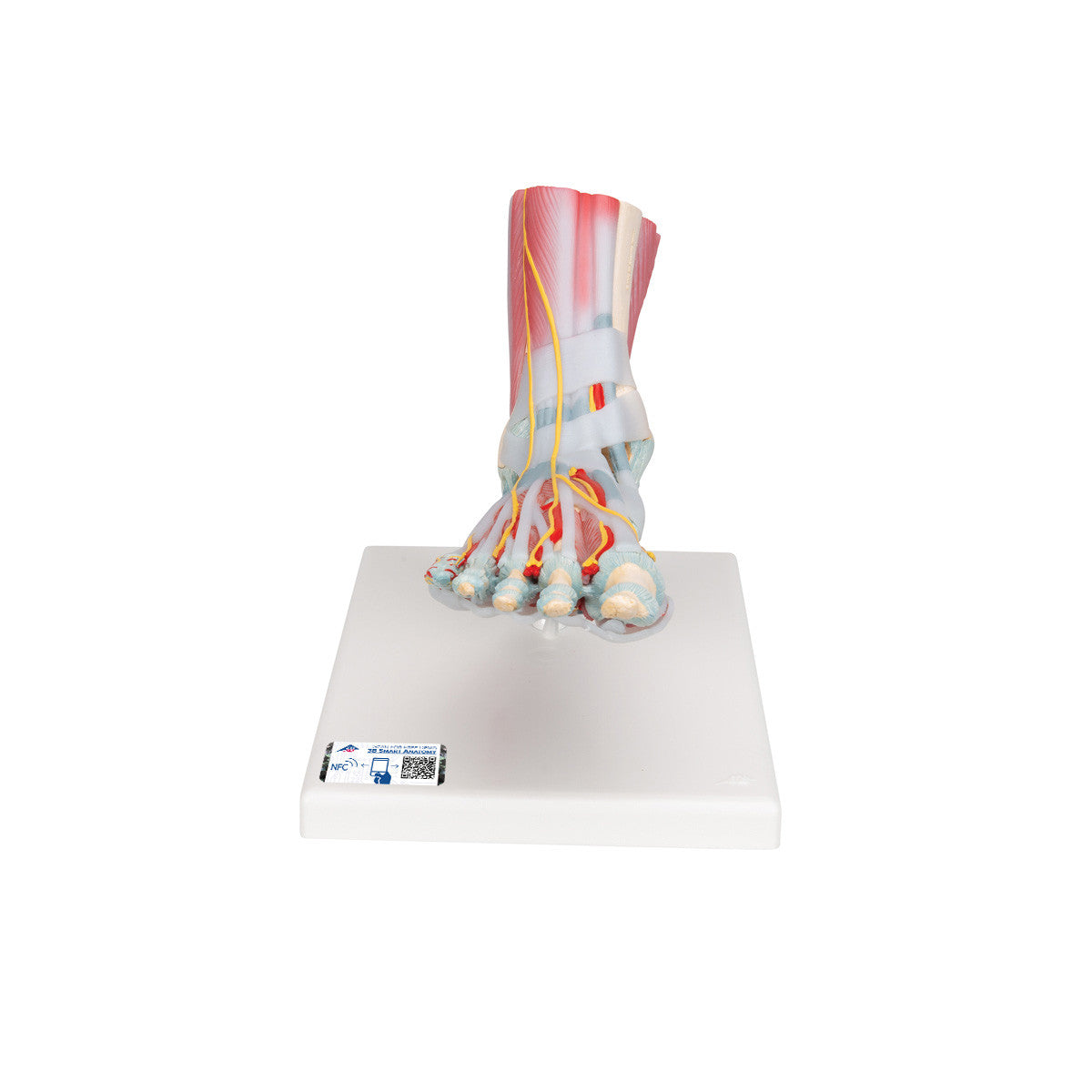 m34-1_01_1200_1200_foot-skeleton-model-with-ligaments-muscles-3b-smart-anatomy__64898.1589753222.1280.1280.jpg