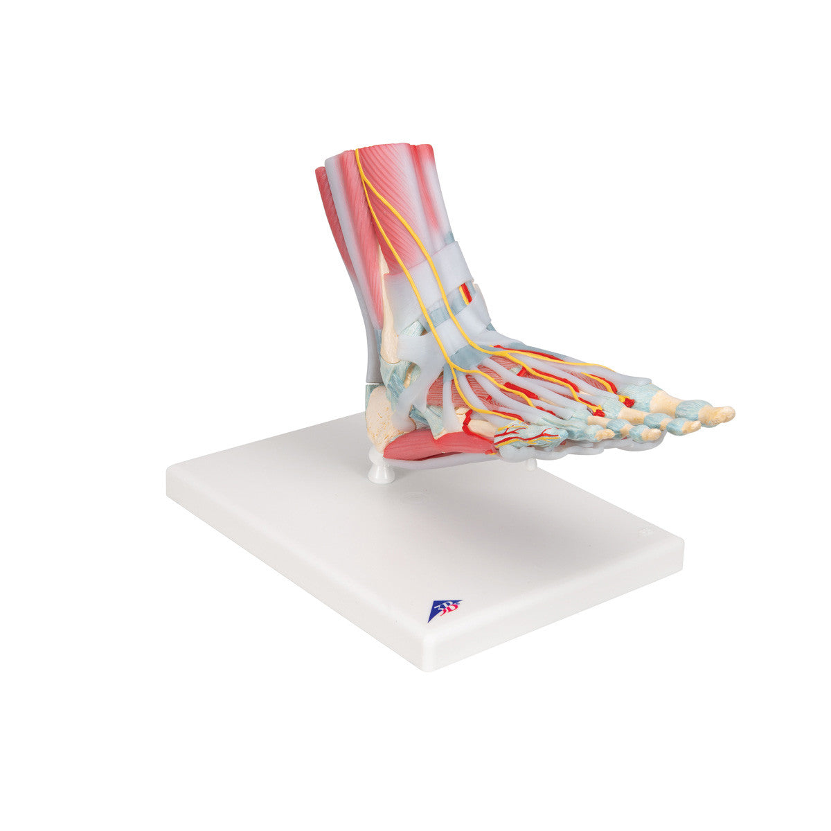 m34-1_02_1200_1200_foot-skeleton-model-with-ligaments-muscles-3b-smart-anatomy__60196.1589753218.1280.1280.jpg