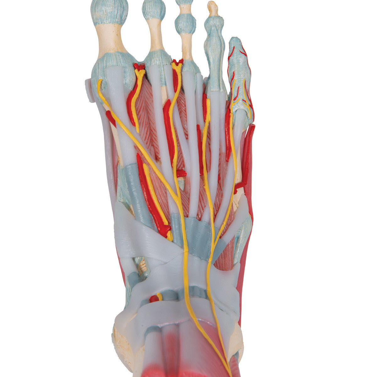 m34-1_06_1200_1200_foot-skeleton-model-with-ligaments-muscles-3b-smart-anatomy__77497.1589753221.1280.1280.jpg