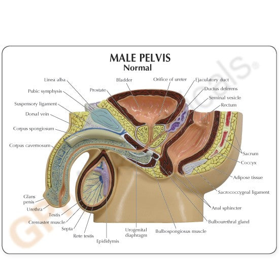 Male Pelvis with BPH Insert