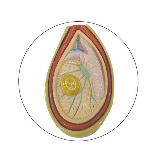 male-pelvis-testicles-model-2-550x550__50427.1643511677.1280.1280.jpg