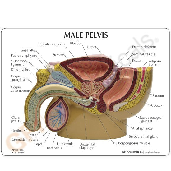 Male Pelvis with Testicles