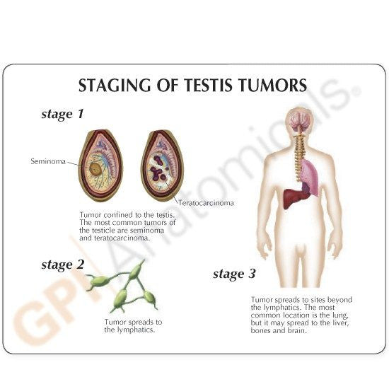 male-pelvis-testicles-model-5-550x550__45212.1643511677.1280.1280.jpg