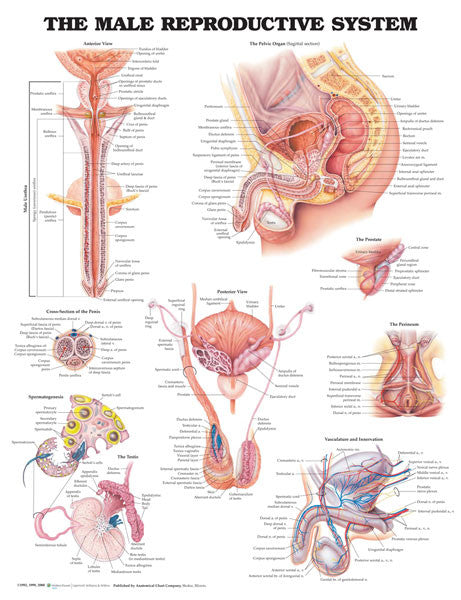 male-reproductive_1__12946.1589753150.1280.1280.jpg