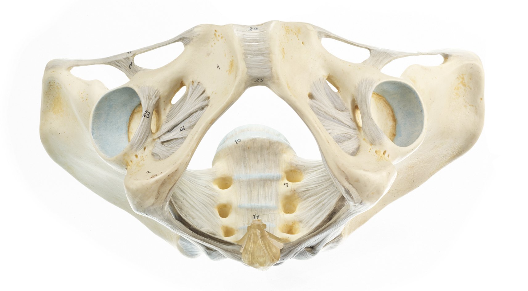Female Pelvis with Ligamentous Apparatus