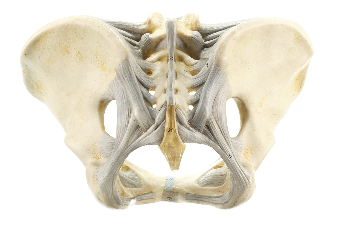 Female Pelvis with Ligamentous Apparatus - Somso MS 10/1, view 3