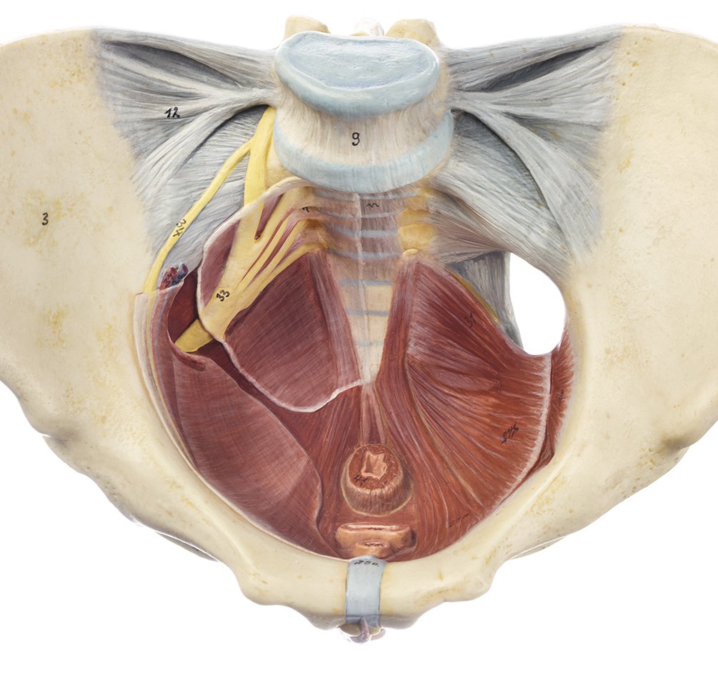 Female Pelvic Floor