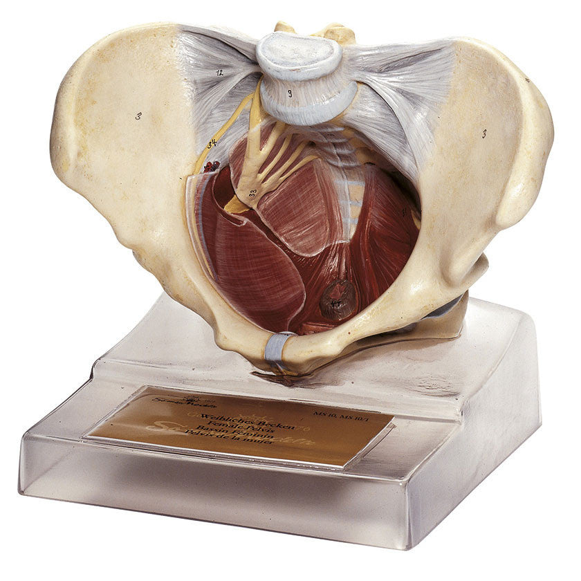 Female Pelvic Floor Somso Ms 10