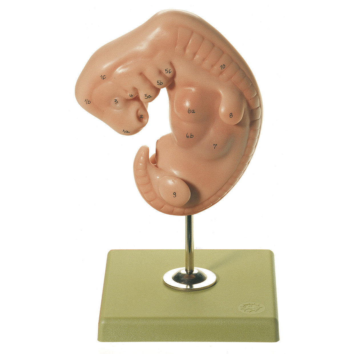 Embryo 1 | Somso Ms 11