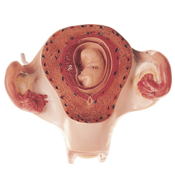 Uterus with Embryo in Second Month - Somso MS 12/2
