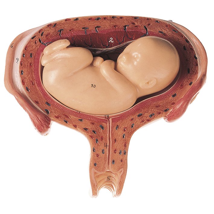 Uterus with Fetus in Fifth Month