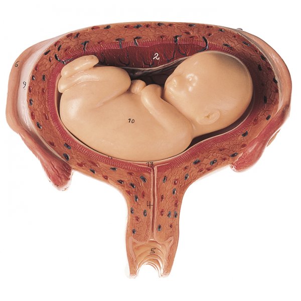 Uterus with Fetus in Fifth Month - Dorsal Position - Somso MS 12/6