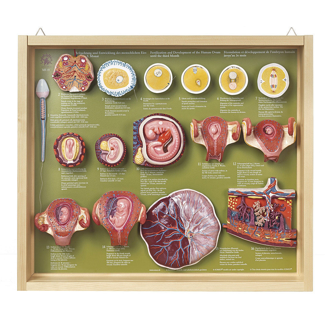 Fertilization and Development of the Human Ovum up to the 3rd Month Shown by 16 different models Somso Ms 15