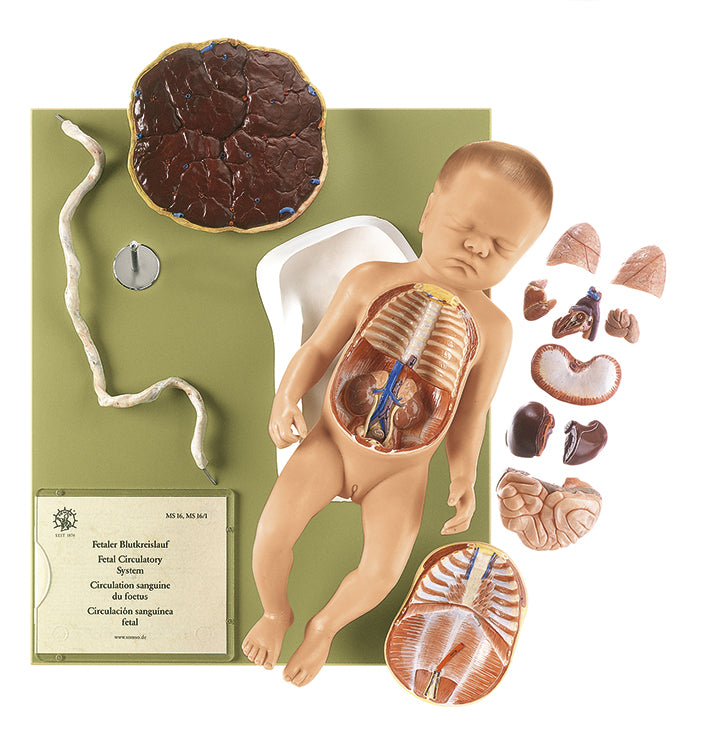 Female Fetus - Somso MS 16/1, view 2