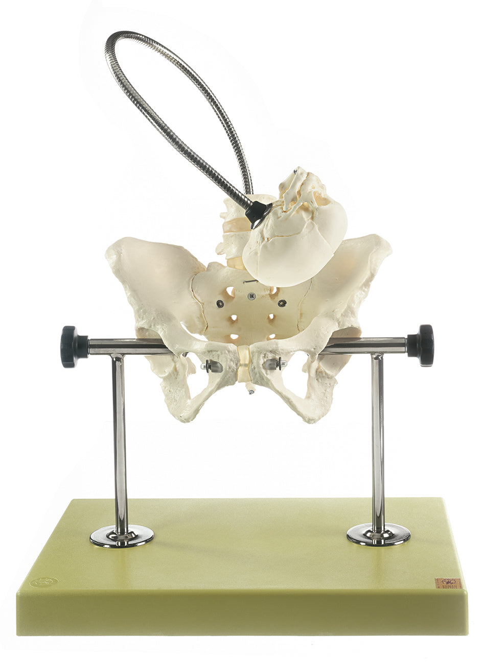 Obstetric Phantom - Somso MS 21