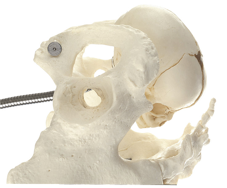Obstetric Phantom - Somso MS 21, view 2