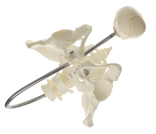 Obstetric Phantom - Somso MS 21, view 3