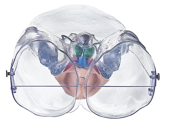 Model of the Male Sexual Organs