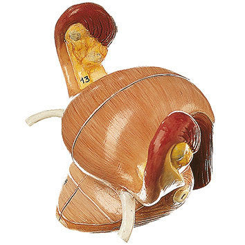 Internal Female Genital Organs Somso Ms 41