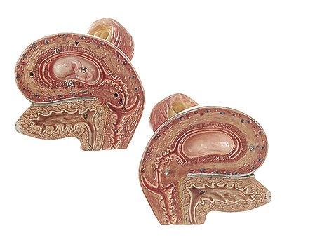 Internal Female Genital Organs, 2 parts