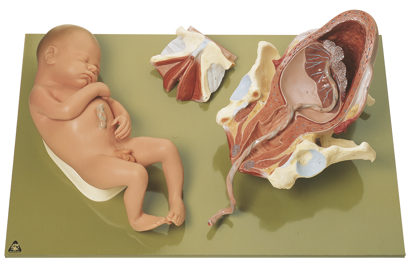 Birth - Third Stage - Somso MS 45/3