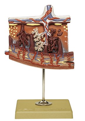 Model of the Placenta - Somso MS 47/16