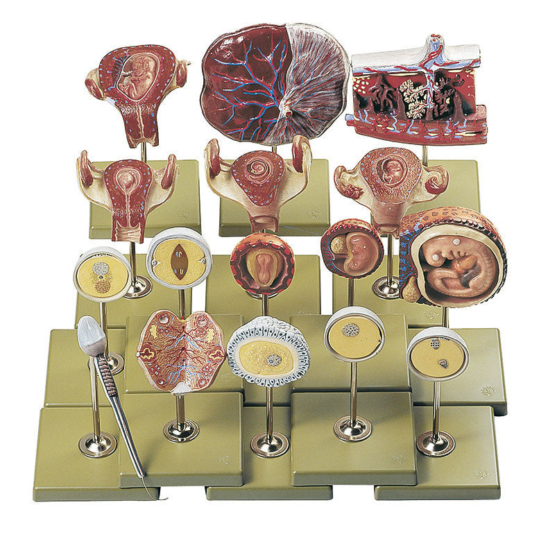 Fertilization and Development of the Human Ovum up to the 3rd Month Shown by 16 models Somso Ms 47