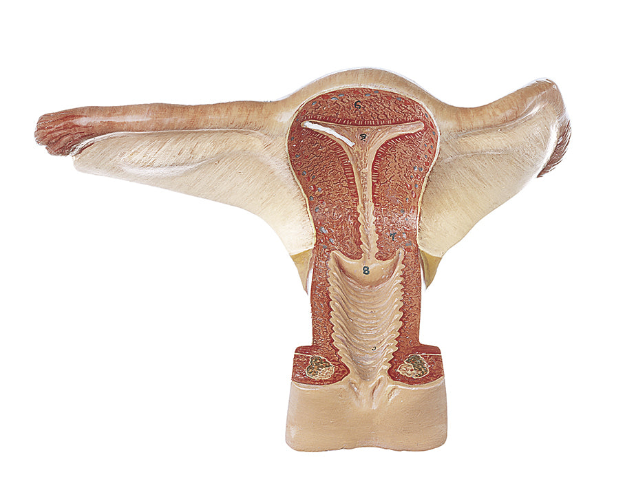 Female Genital Organs - Somso MS 4, view 3