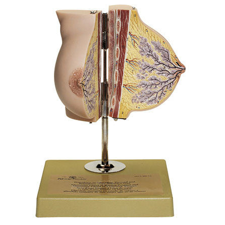 Mammary Gland in Resting Position Somso Ms 7