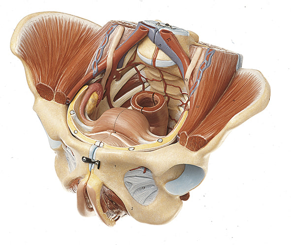 Female Pelvis
