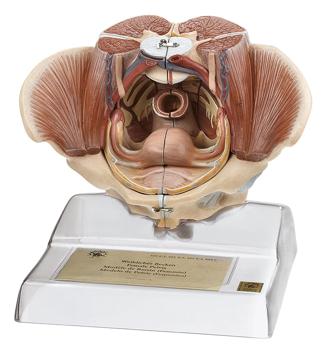 Female Pelvis