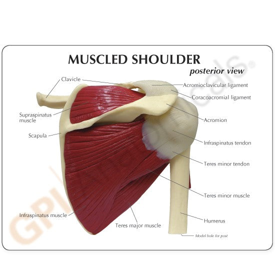 Muscled Shoulder