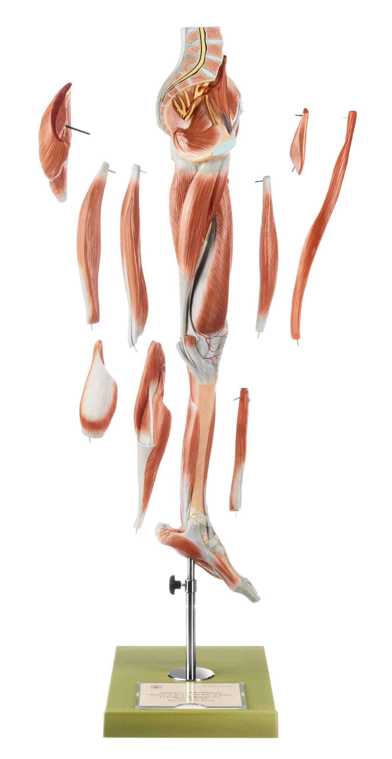 Muscles of the Leg with Base of Pelvis